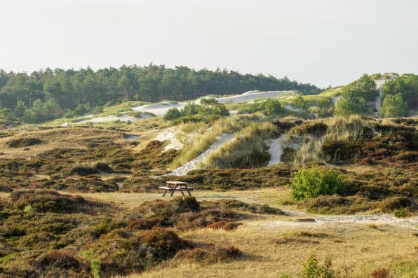 Duinen en helmgras aan de kust bij Egmond